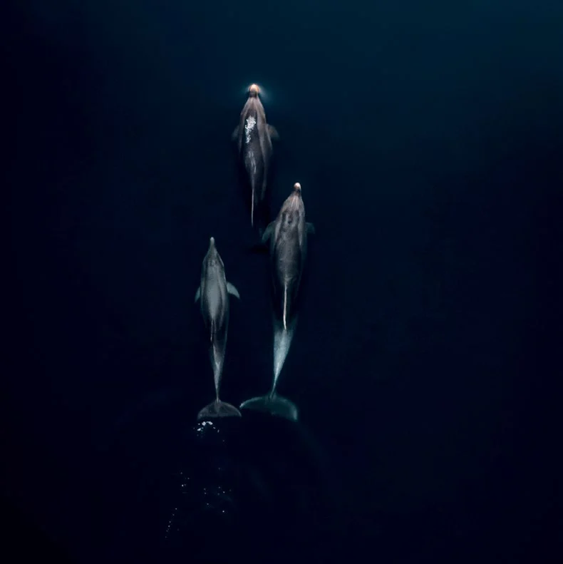 Bottlenose dolphins swimming in the deep blue of the open Adriatic, seen from above