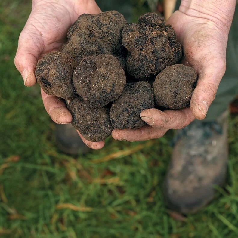 A pair of hands cradling a handful of black truffles fresh from the ground