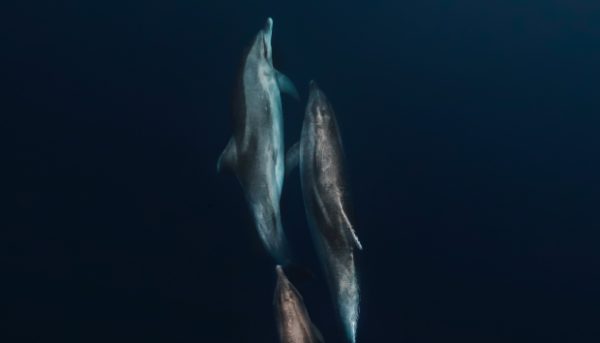 Contessa Luxury Retreat - Epic activities - Dolphin Safari