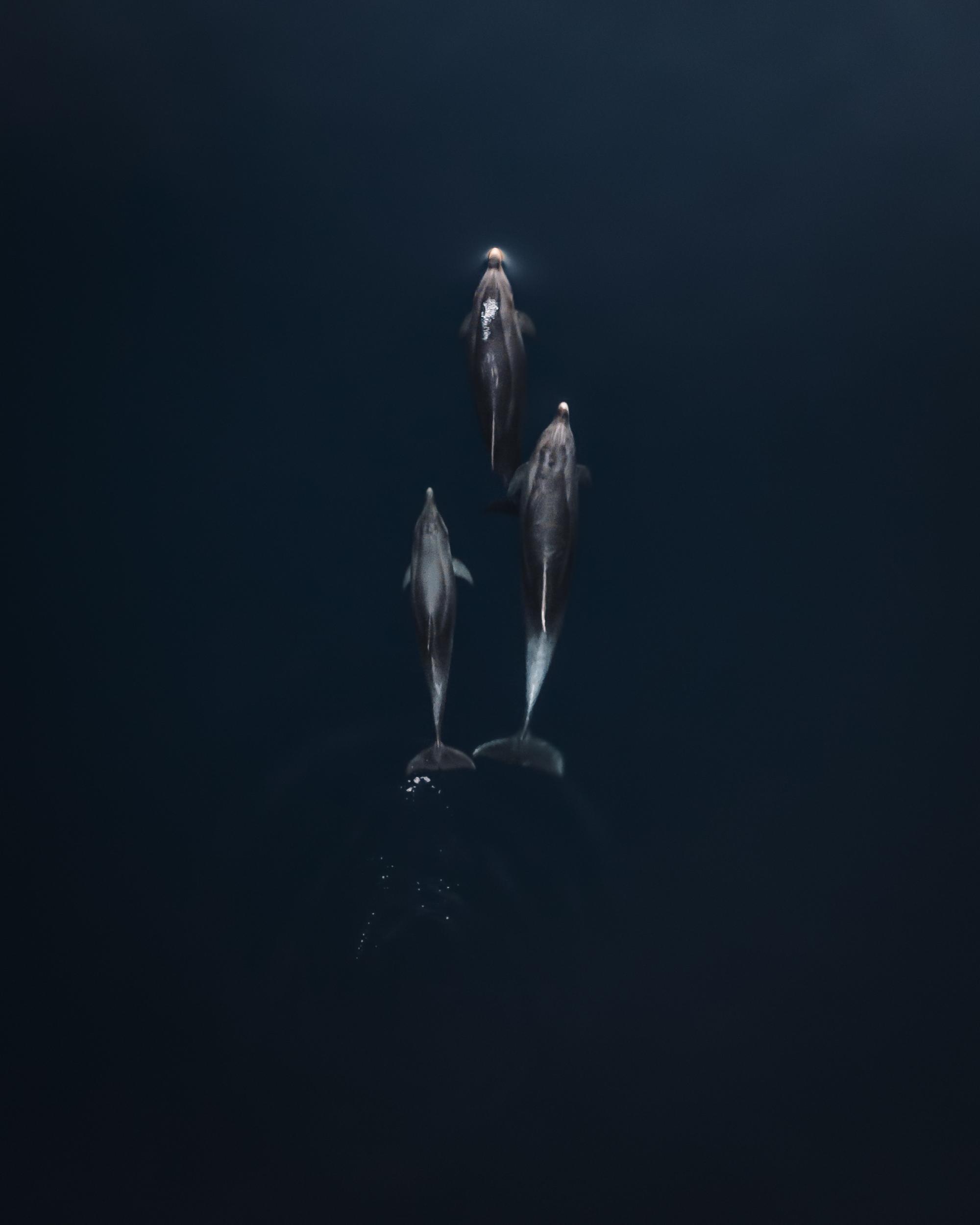 doplhins-drone